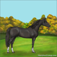 Horse Color:Black  and Smoky Black 