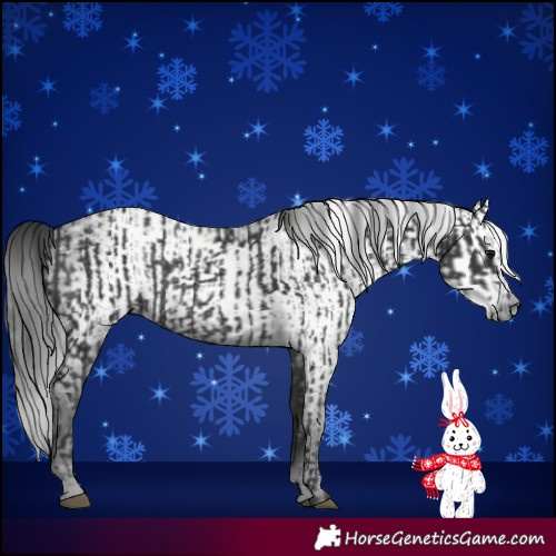 Horse Color:Black  and Gray Black 