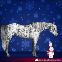 Horse Color:Black  and Gray Black 