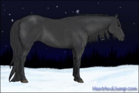 Horse Color:Black  and Black 
