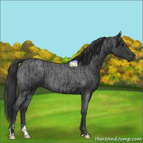 Horse Color:Black  and Blue Roan 