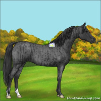 Horse Color:Black  and Blue Roan 