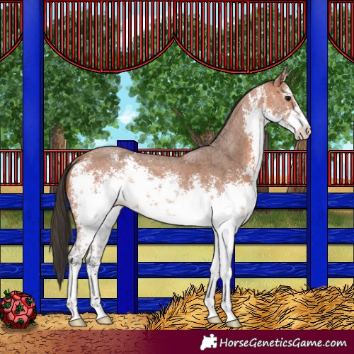 Horse Color:White Spotted Bay Sabino Rabicano 