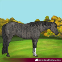 Horse Color:Black and Grullo