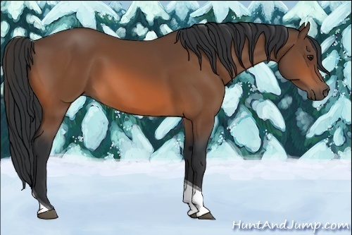 Horse Color:Bay Tobiano Rabicano