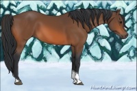 Horse Color:Bay Tobiano Rabicano 