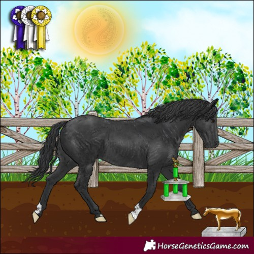 Horse Color:Black  and Black 