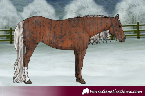 Horse Color:Black  and Silver Black 