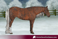 Horse Color:Black  and Silver Black 