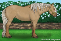 Horse Color:Chocolate Palomino Dun 