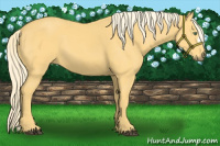 Horse Color:Palomino