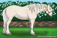 Horse Color:Cremello 
