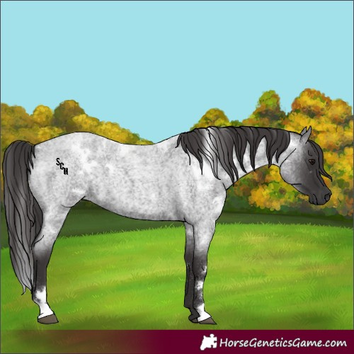 Horse Color:White Spotted Smoky Blue Roan 