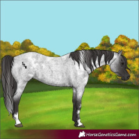 Horse Color:White Spotted Smoky Blue Roan