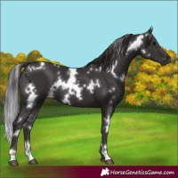 Horse Color:White Spotted Smoky Black 