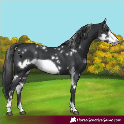 Horse Color:White Spotted Black Frame
