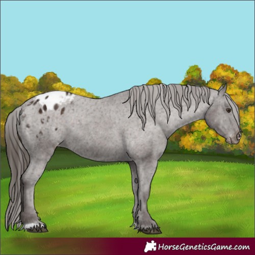 Horse Color:Liver Chestnut Appaloosa 