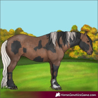 Horse Color:Black  and Silver Black 