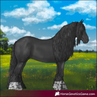 Horse Color:Black  and Black 