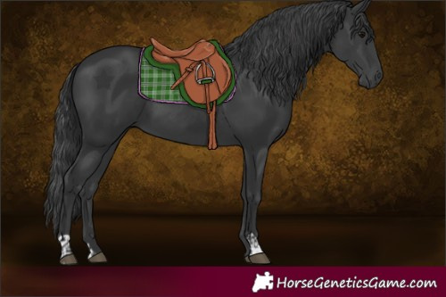 Horse Color:Black  and Black 