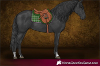 Horse Color:Black and Black