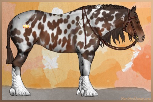 Horse Color:Liver Chestnut Tobiano Appaloosa 