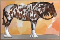 Horse Color:Liver Chestnut Tobiano Appaloosa 