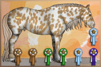 Horse Color:Palomino Roan Tobiano Appaloosa