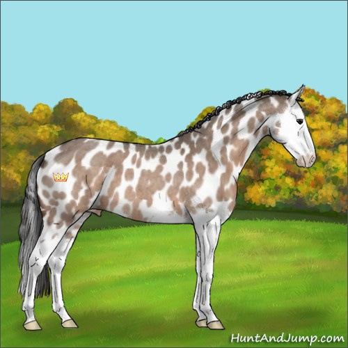 Horse Color:Bay Roan Dun Splash Appaloosa 