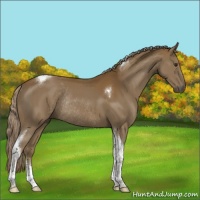 Horse Color:Chocolate Palomino Tobiano Rabicano 