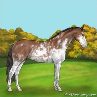 Horse Color:Bay Sabino Rabicano 