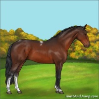 Horse Color:Bay Tobiano Rabicano