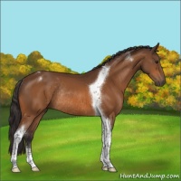 Horse Color:Buckskin Tobiano Rabicano