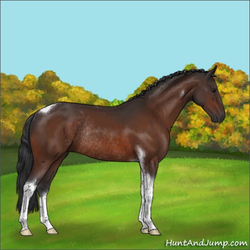 Horse Color:Bay Sabino Tobiano Rabicano 