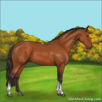 Horse Color:Buckskin Sabino Tobiano Rabicano 
