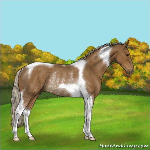 Horse Color:Chocolate Palomino Tobiano Rabicano