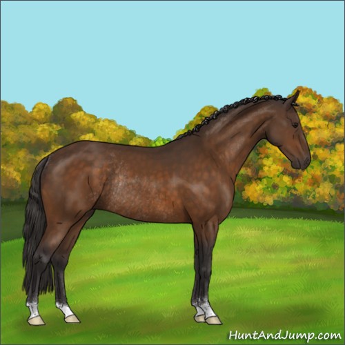 Horse Color:Buckskin Sabino Rabicano