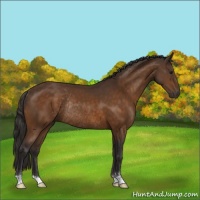 Horse Color:Buckskin Sabino Rabicano 