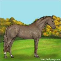 Horse Color:Chocolate Palomino Tobiano Rabicano 