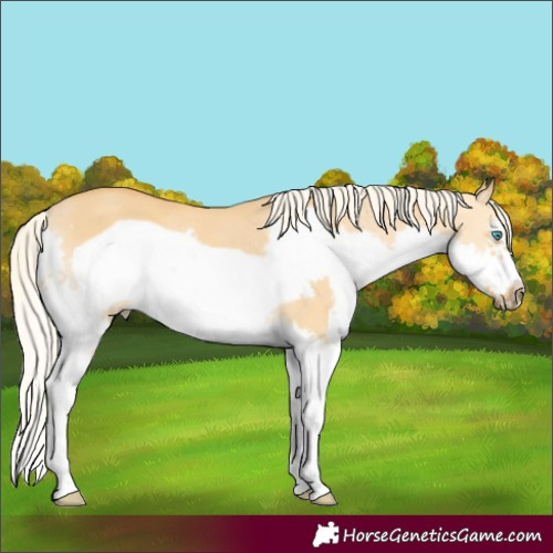 Horse Color:Palomino Dun Splash Frame Rabicano