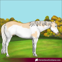 Horse Color:Palomino Dun Splash Frame Rabicano
