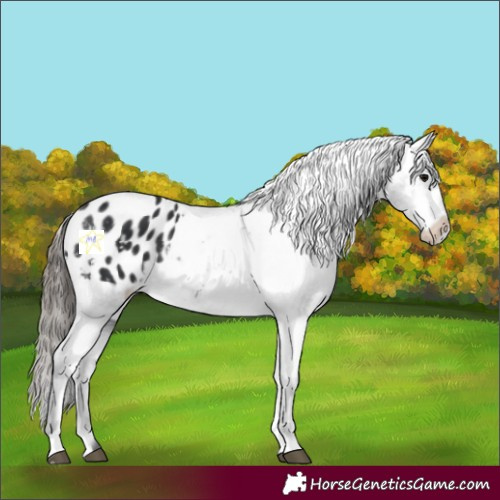 Horse Color:Black Appaloosa Rabicano 