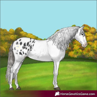 Horse Color:Black Appaloosa Rabicano 