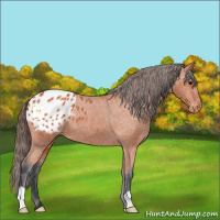 Horse Color:Bay Appaloosa 