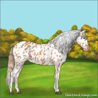 Horse Color:Chestnut Near Leopard 