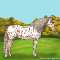 Horse Color:Chestnut Appaloosa 