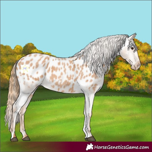 Horse Color:Red Roan Appaloosa 
