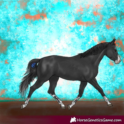 Horse Color:Black and Black Splash