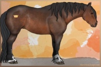 Horse Color:Brown Sabino Rabicano