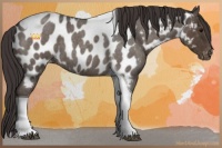 Horse Color:Smoky Blue Roan Tobiano Near Leopard 